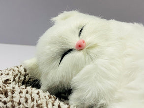 Cute Sleeping Cat
